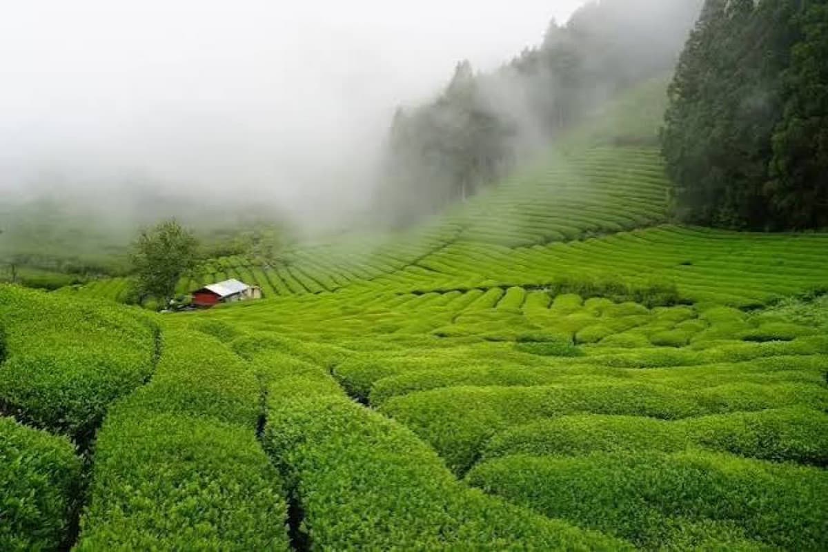 Matcha tea fields in Japan
